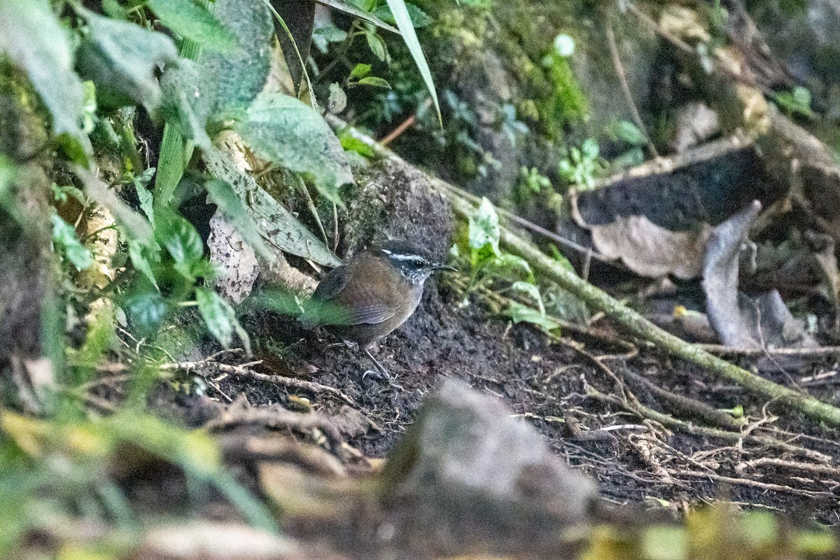 Inca Wren - ML632804264