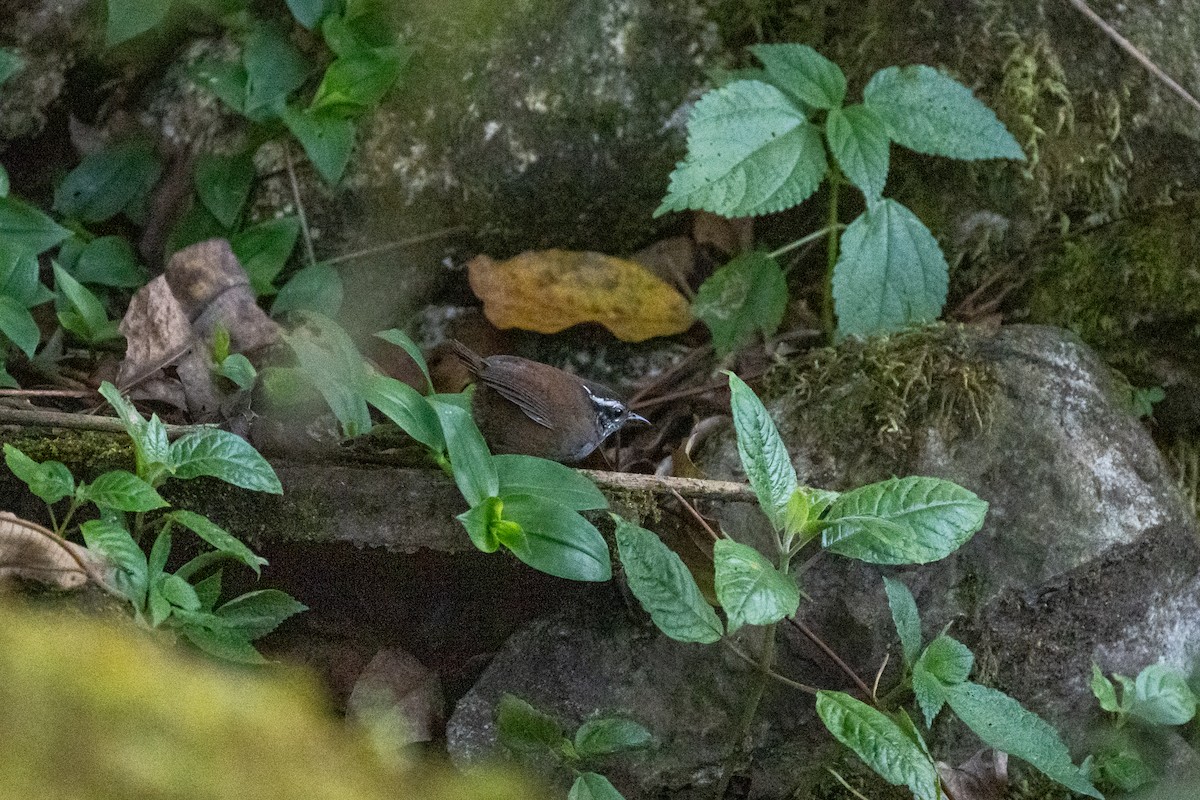Inca Wren - ML632804272