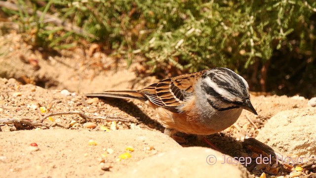 Rock Bunting - ML632804513