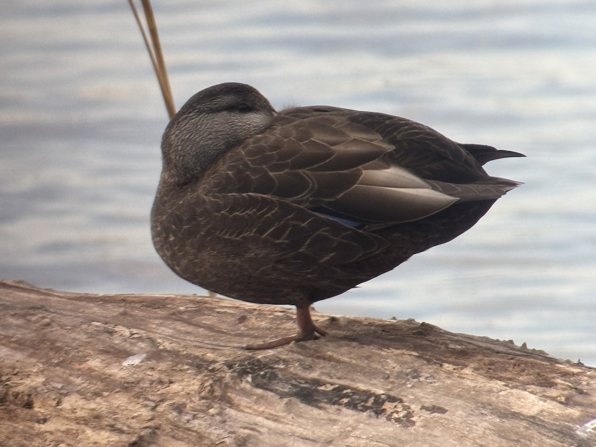 Canard noir - ML632804547