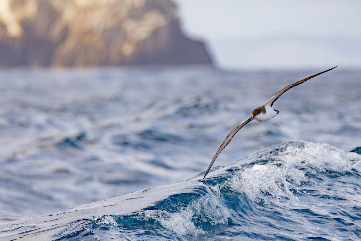 Buller's Shearwater - Charlie Bostwick
