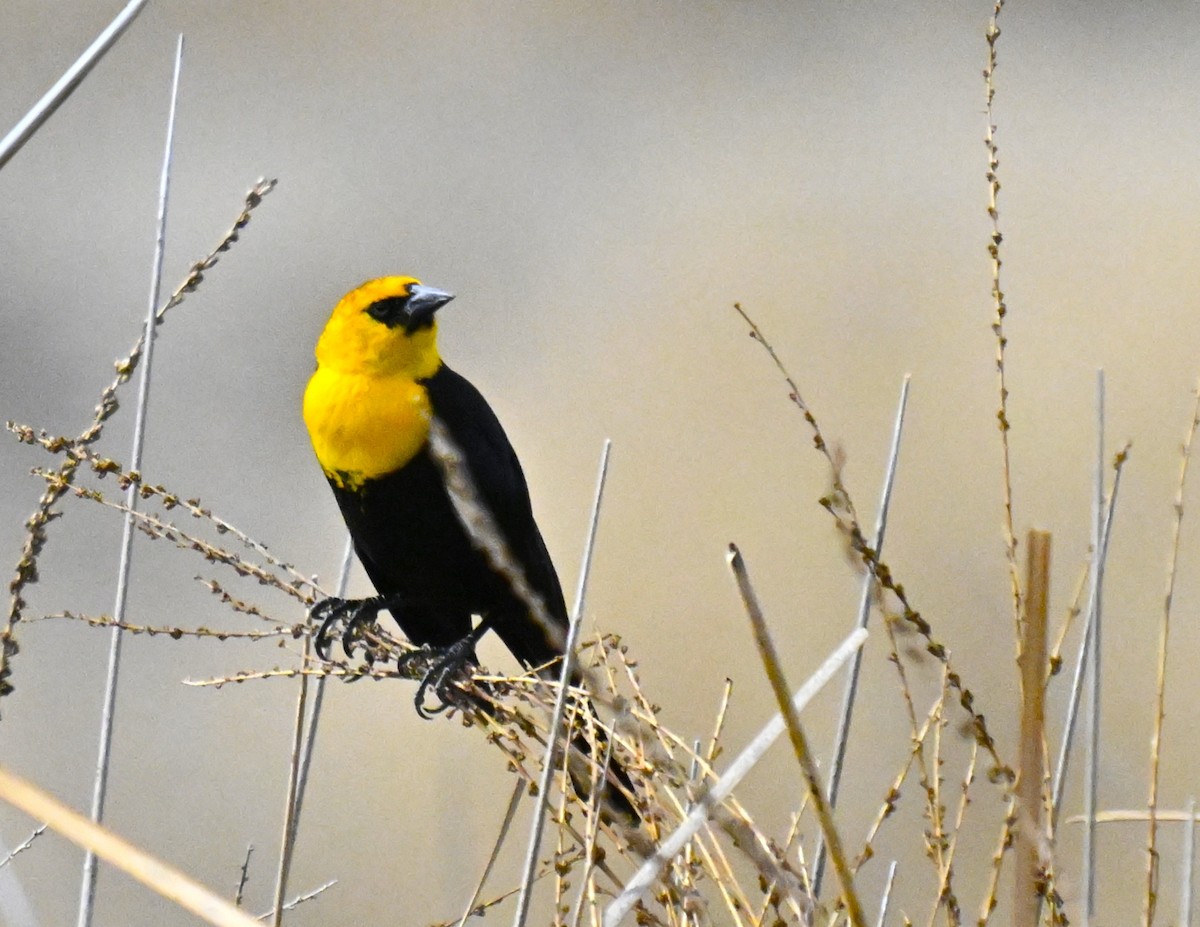 Yellow-headed Blackbird - ML632804733