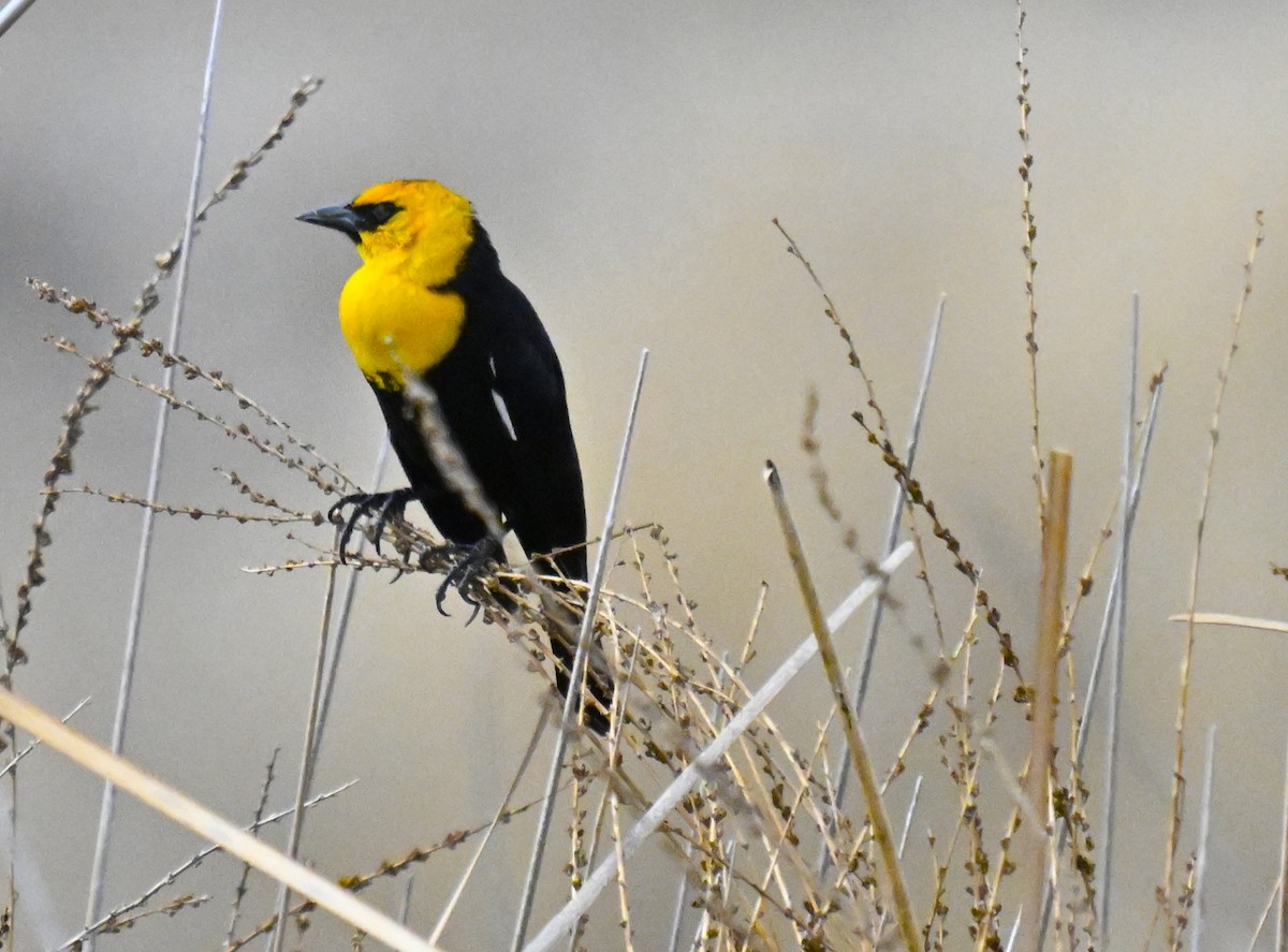 Yellow-headed Blackbird - ML632804734