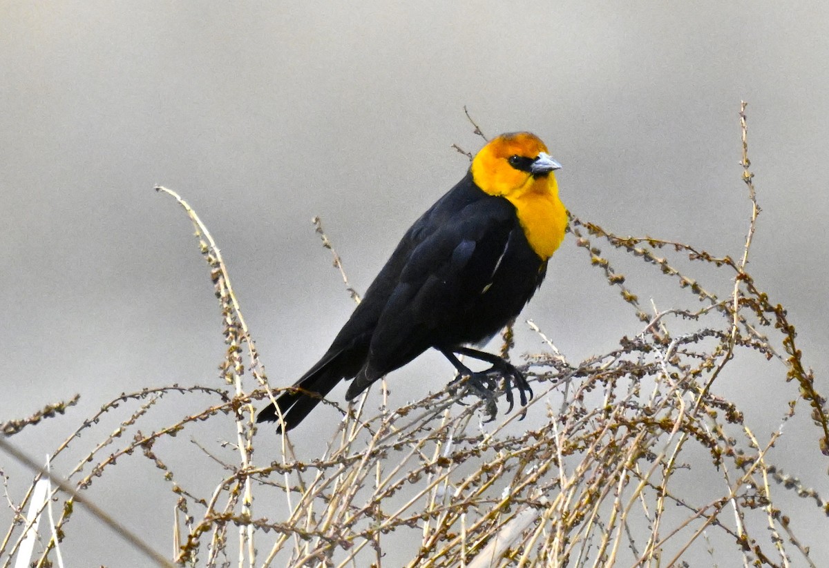 Yellow-headed Blackbird - ML632804735