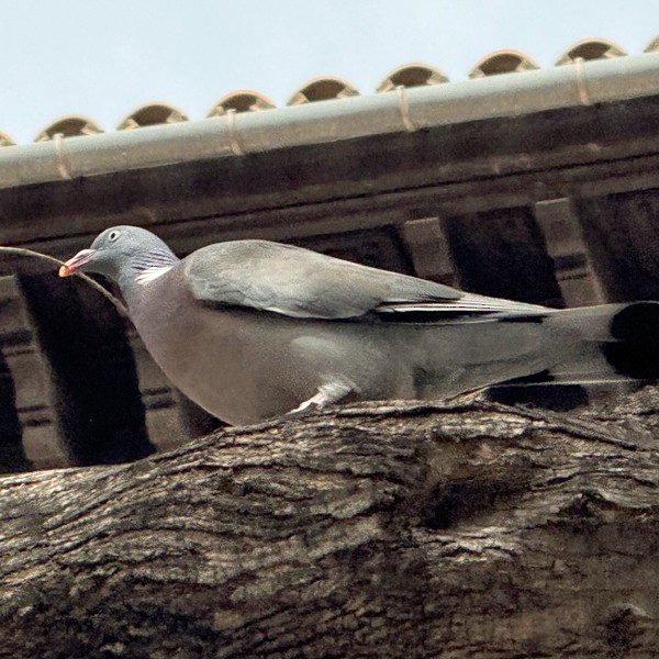 Common Wood-Pigeon - ML632804811