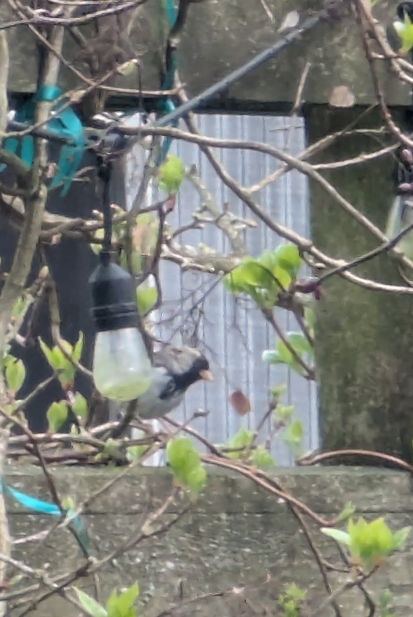Harris's Sparrow - ML632804841