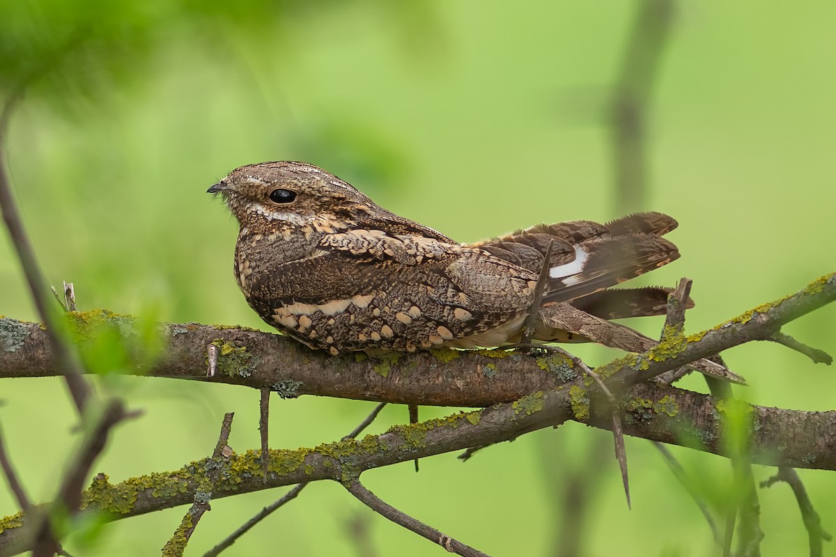 Eurasian Nightjar - Slava Luzanow