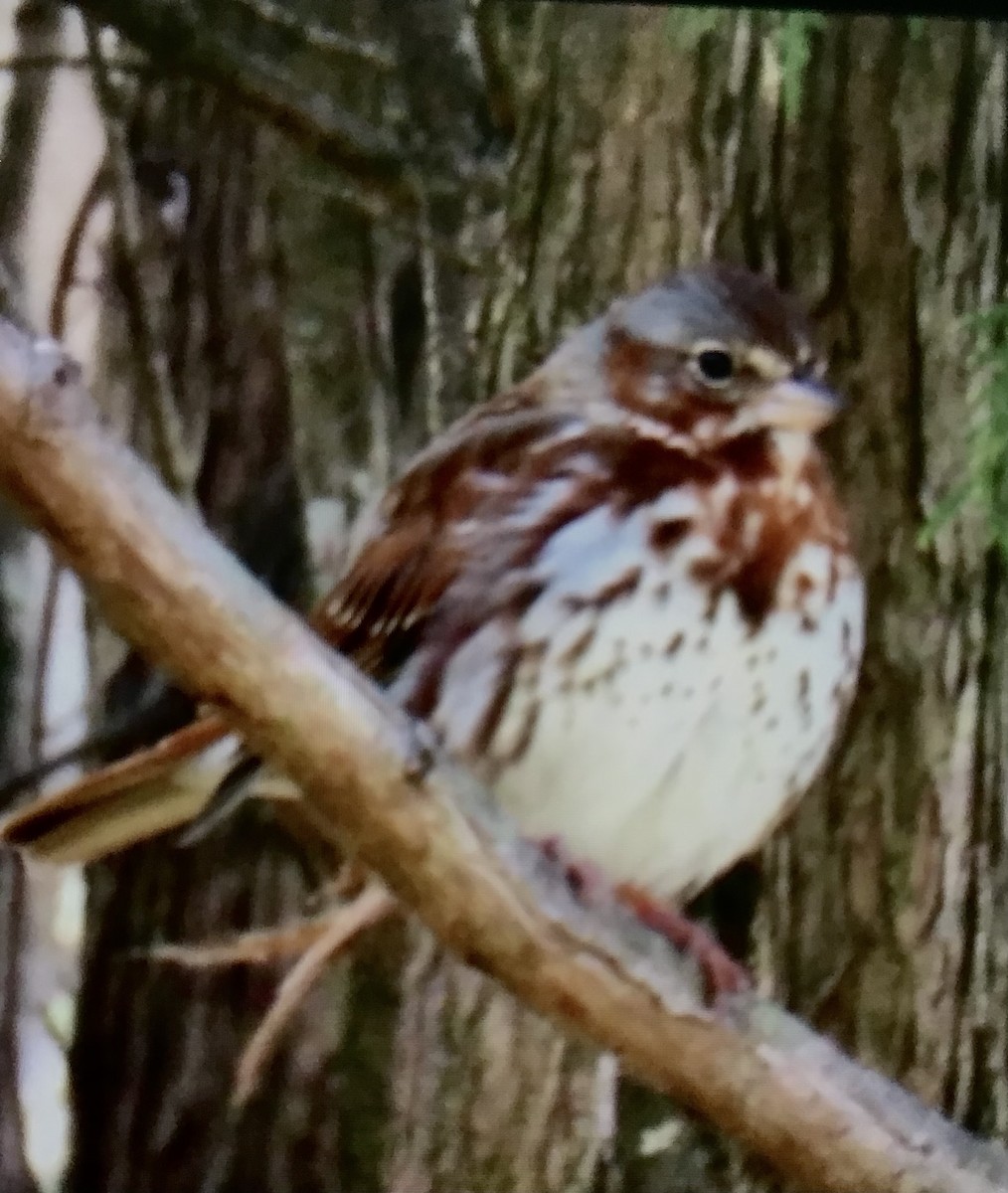Fox Sparrow - ML632805115
