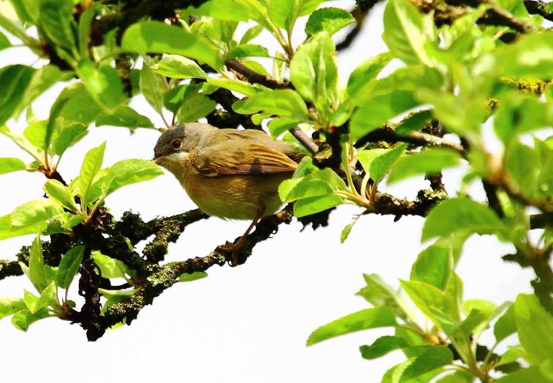 Western/Eastern Subalpine Warbler - ML632805413