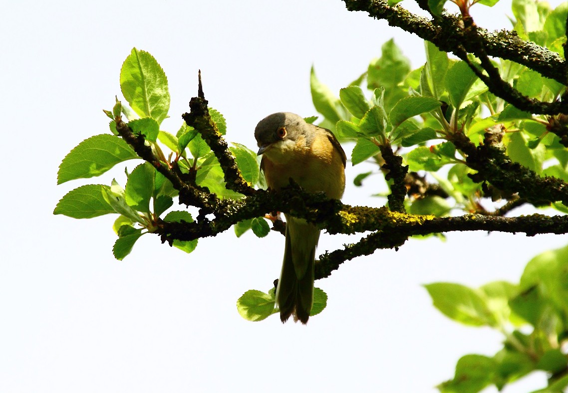Western/Eastern Subalpine Warbler - ML632805414