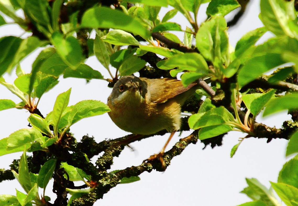 Western/Eastern Subalpine Warbler - ML632805415