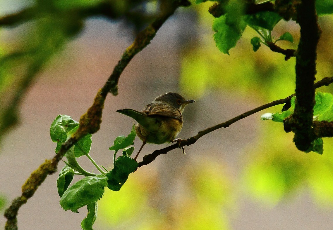 Western/Eastern Subalpine Warbler - ML632805416