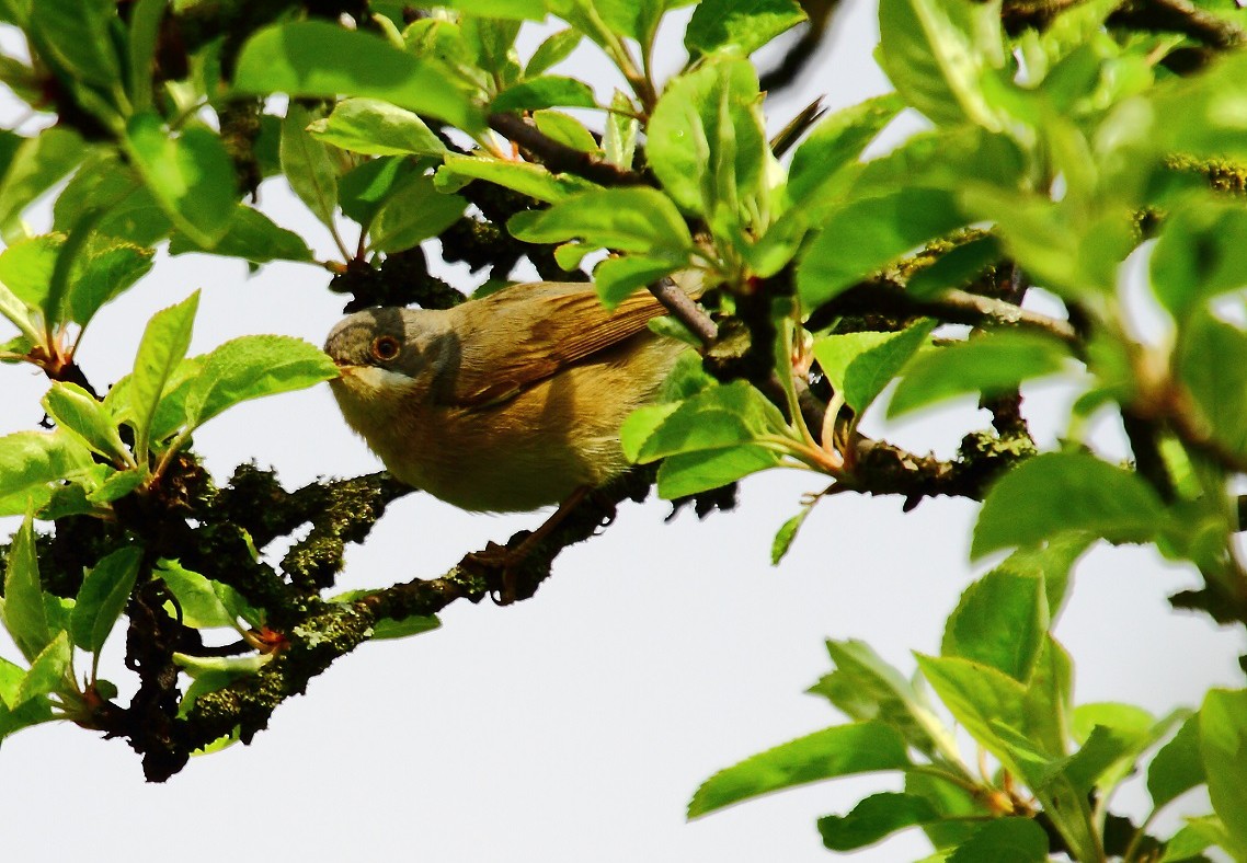 Western/Eastern Subalpine Warbler - ML632805417