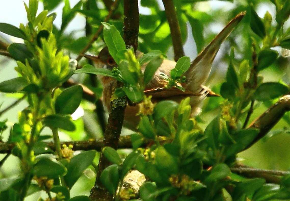 Western/Eastern Subalpine Warbler - ML632805418