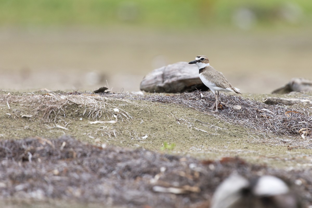 Wilson's Plover - ML632805471
