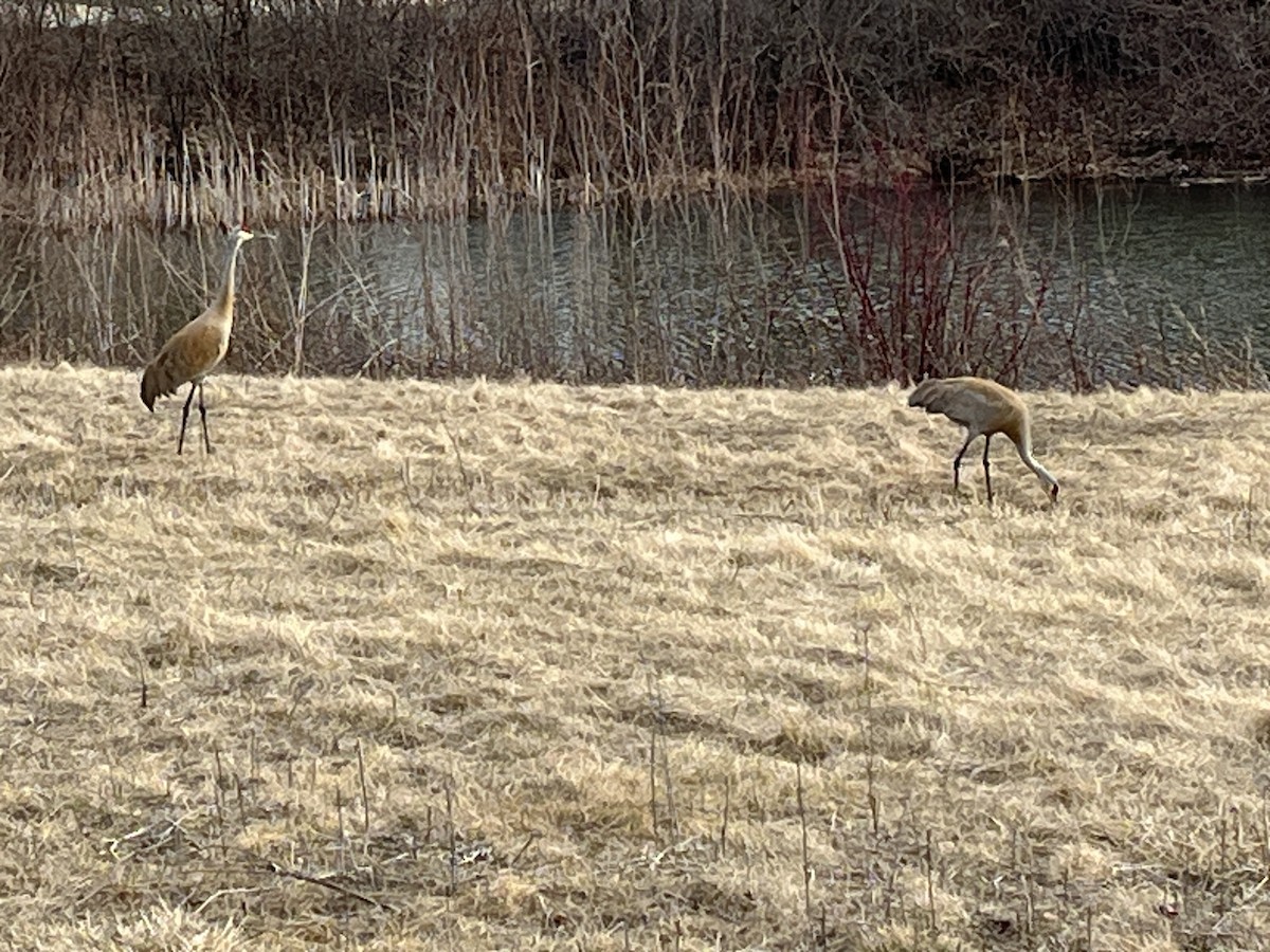 Sandhill Crane - ML632805494