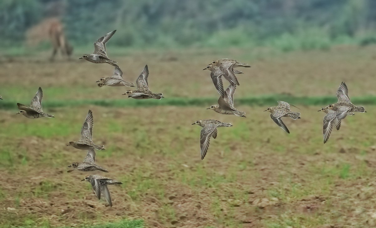 Piviere orientale - ML632805565