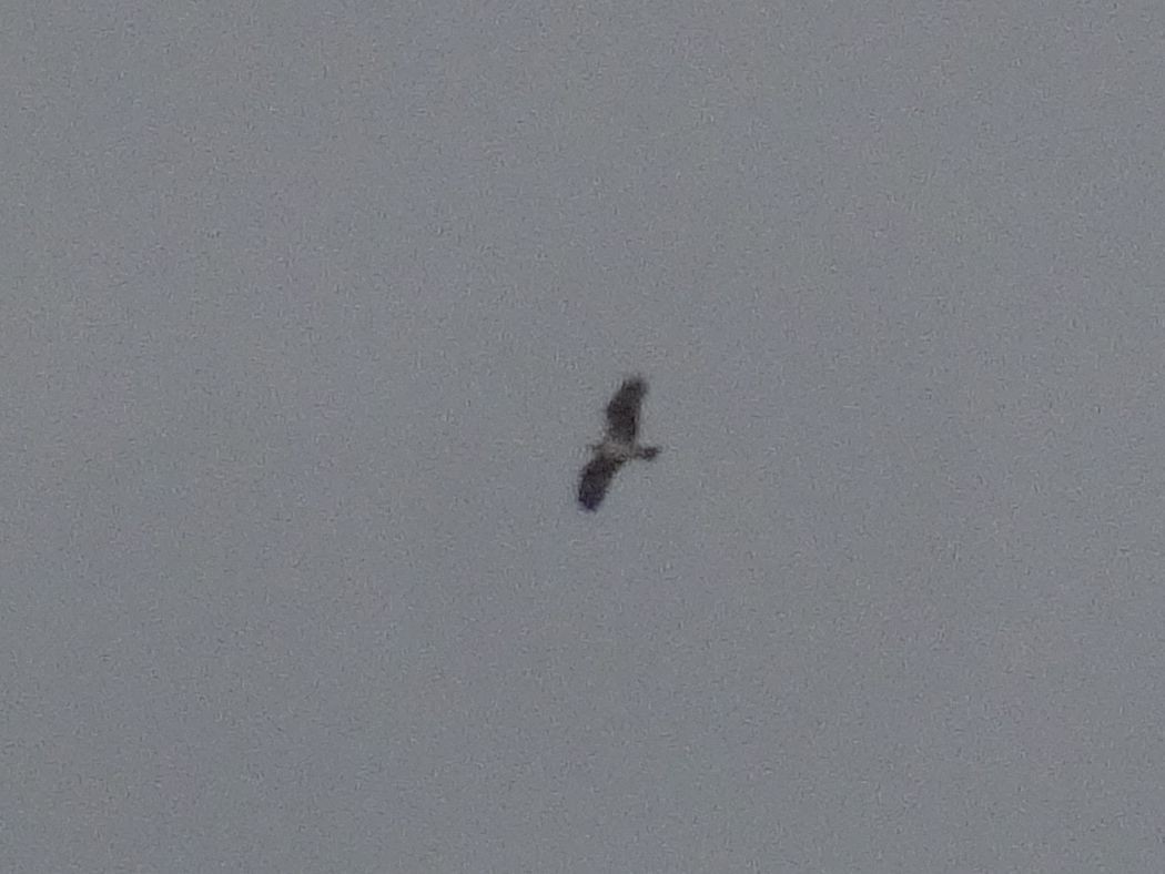 Osprey - ML632805921