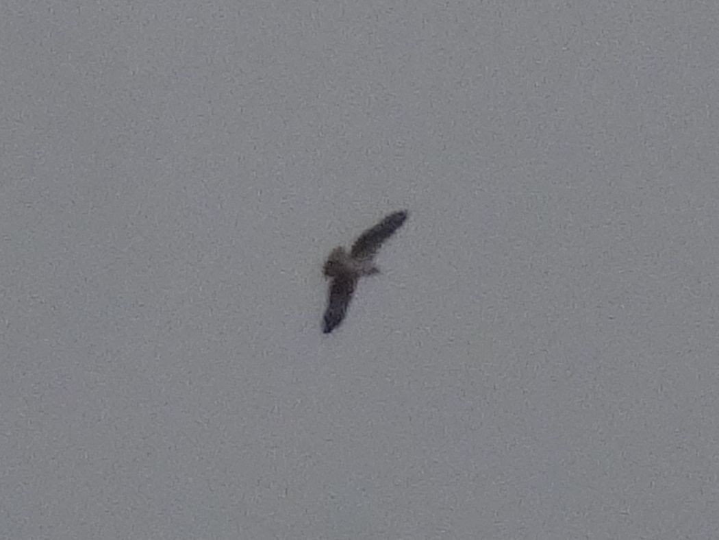 Osprey - ML632805926