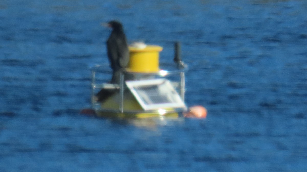 Double-crested Cormorant - ML632805969