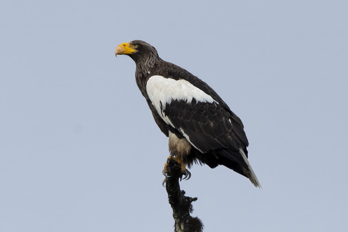 Steller's Sea-Eagle - ML632805989