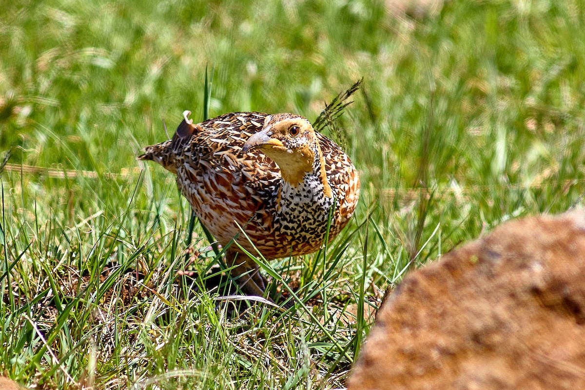 Red-winged Francolin - ML632806058