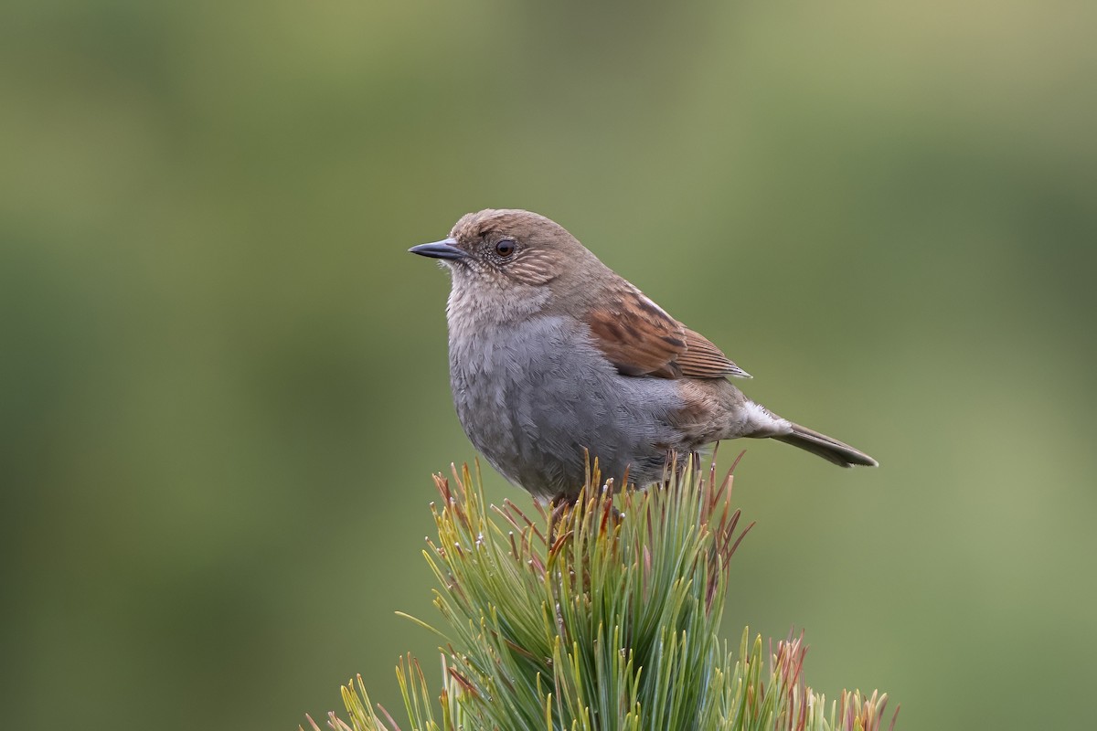 Japanese Accentor - ML632806104