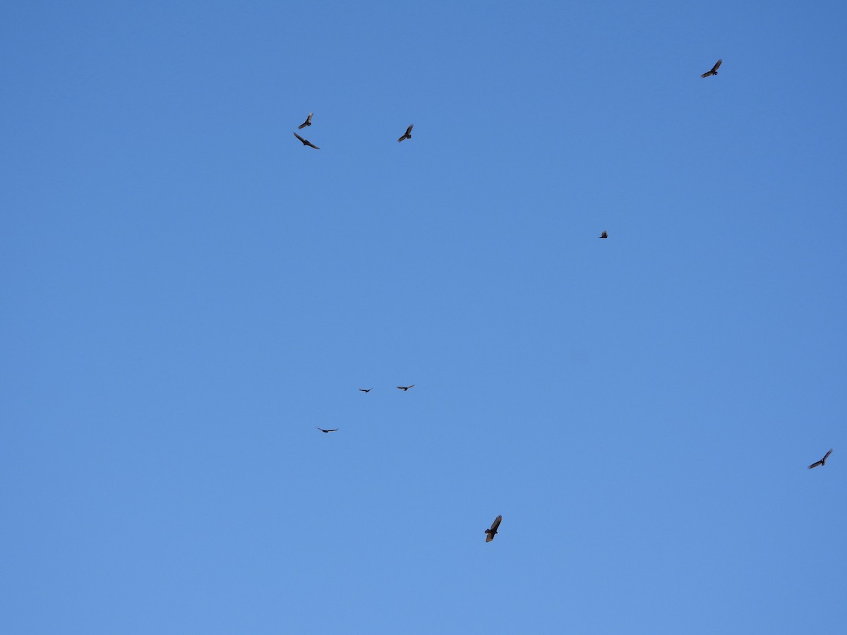 Turkey Vulture - ML632806230