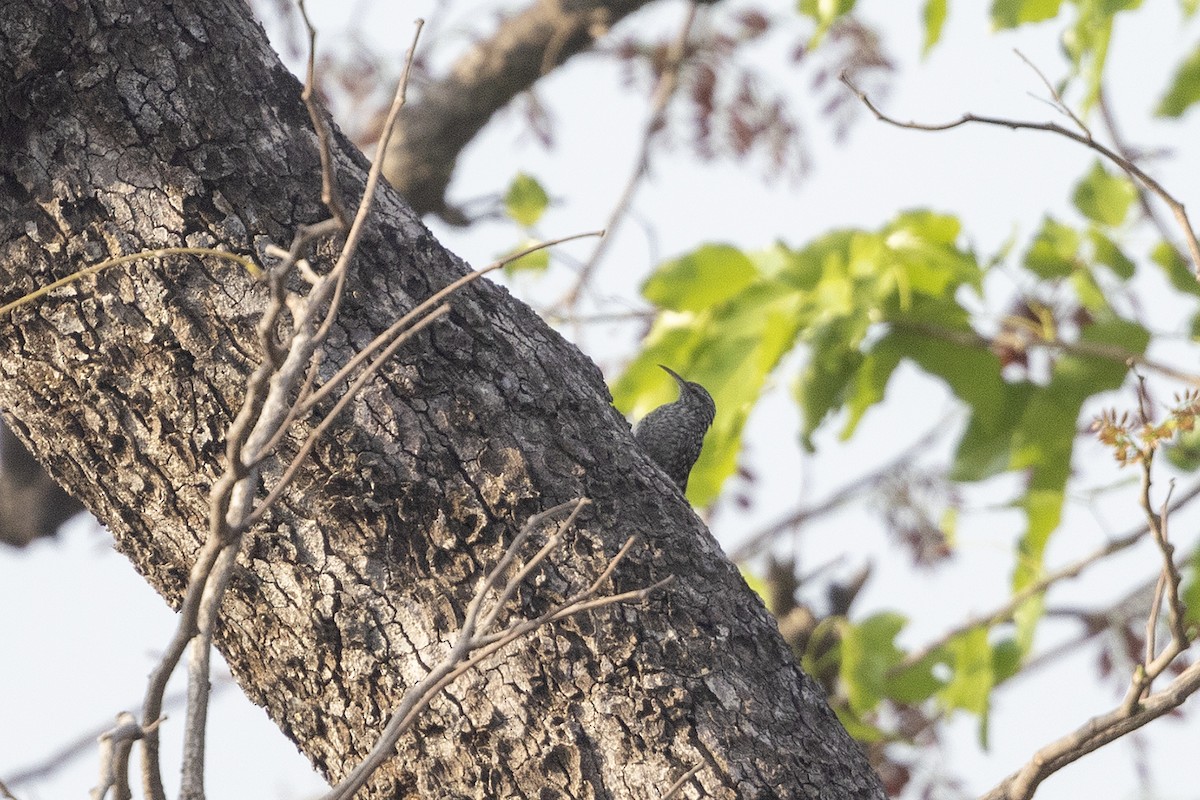 African Spotted Creeper - ML632806270