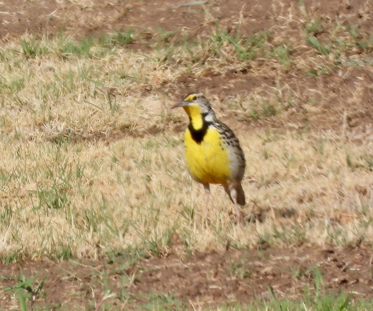 Western Meadowlark - ML632806360