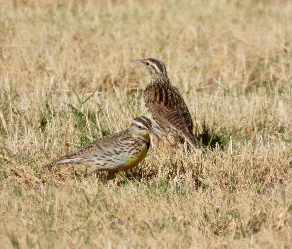 Western Meadowlark - ML632806361