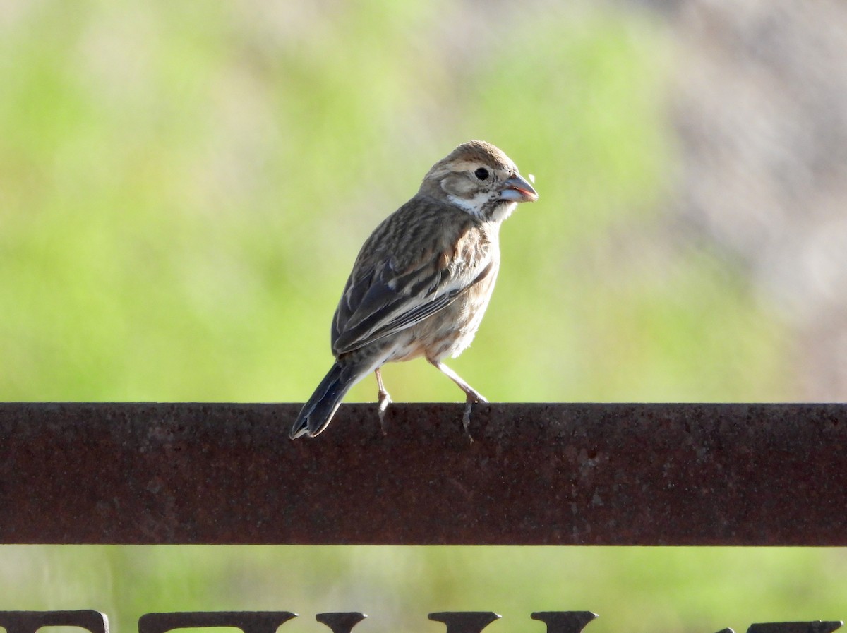 Lark Sparrow - ML632806373