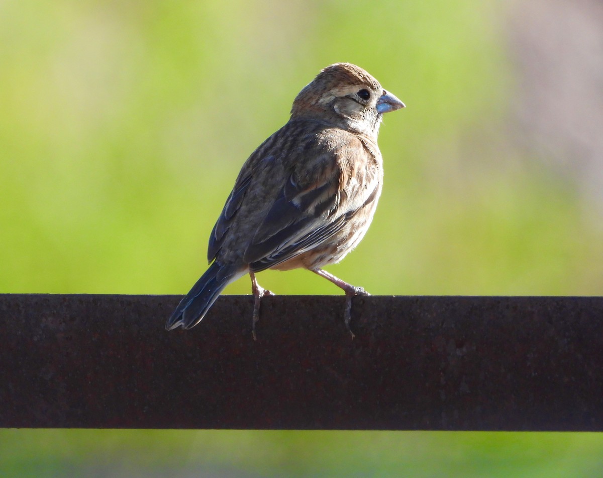 Lark Sparrow - ML632806376