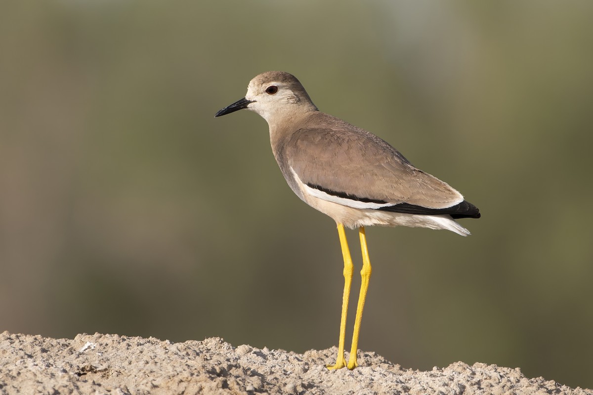 White-tailed Lapwing - ML632806433