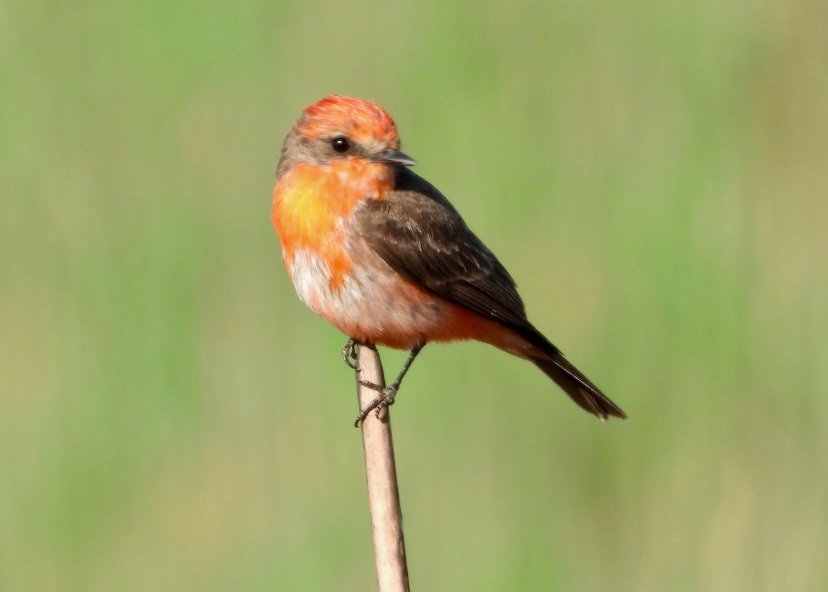 Vermilion Flycatcher - ML632806444