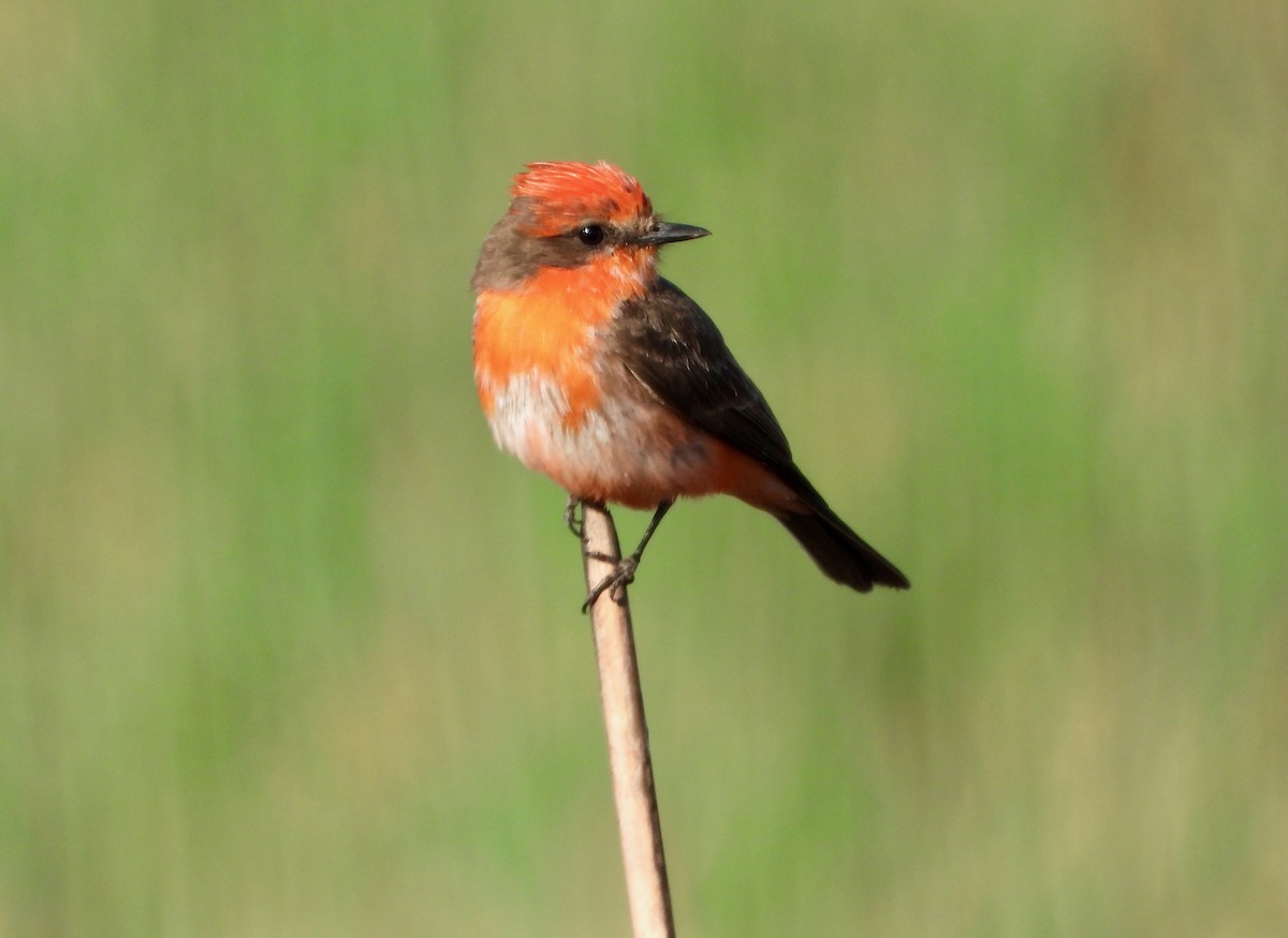 Vermilion Flycatcher - ML632806445