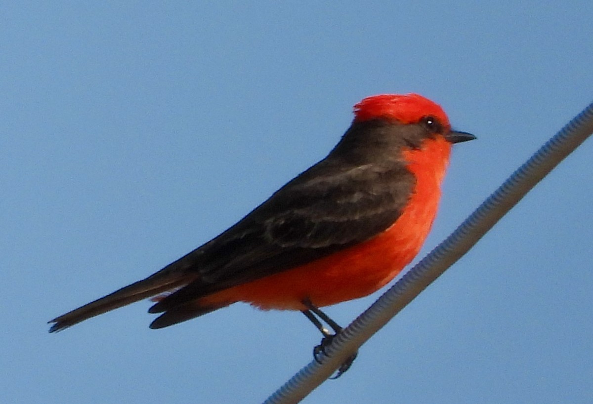 Vermilion Flycatcher - ML632806456