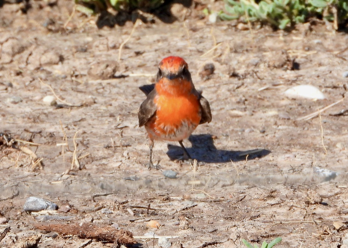 Vermilion Flycatcher - ML632806457