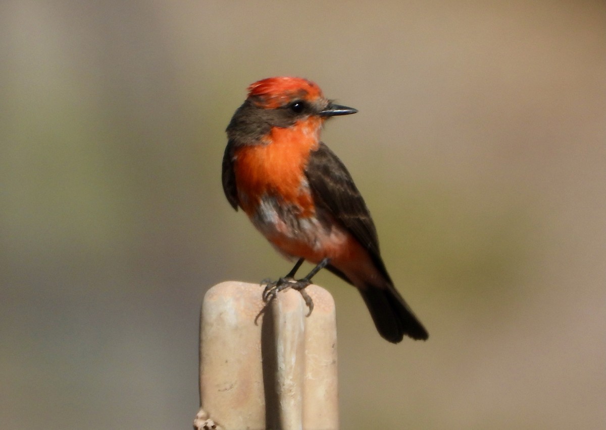 Vermilion Flycatcher - ML632806458