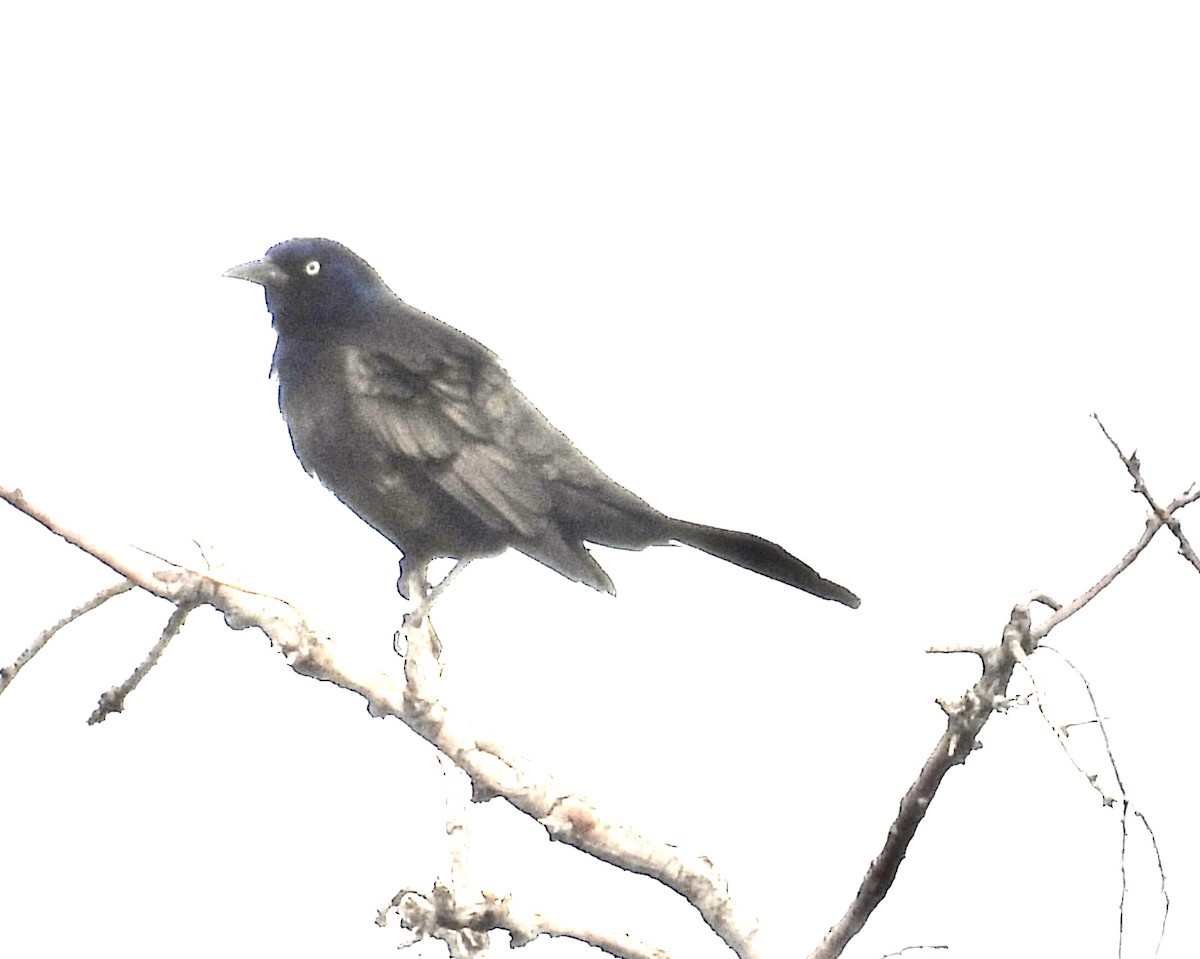 Common Grackle - ML632806473