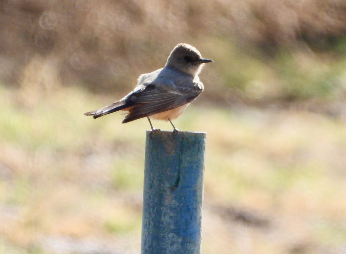 Say's Phoebe - ML632806483