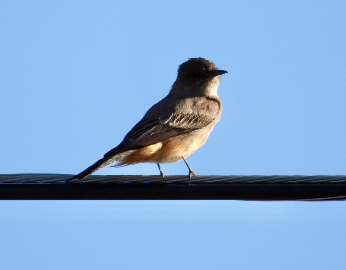 Say's Phoebe - ML632806484