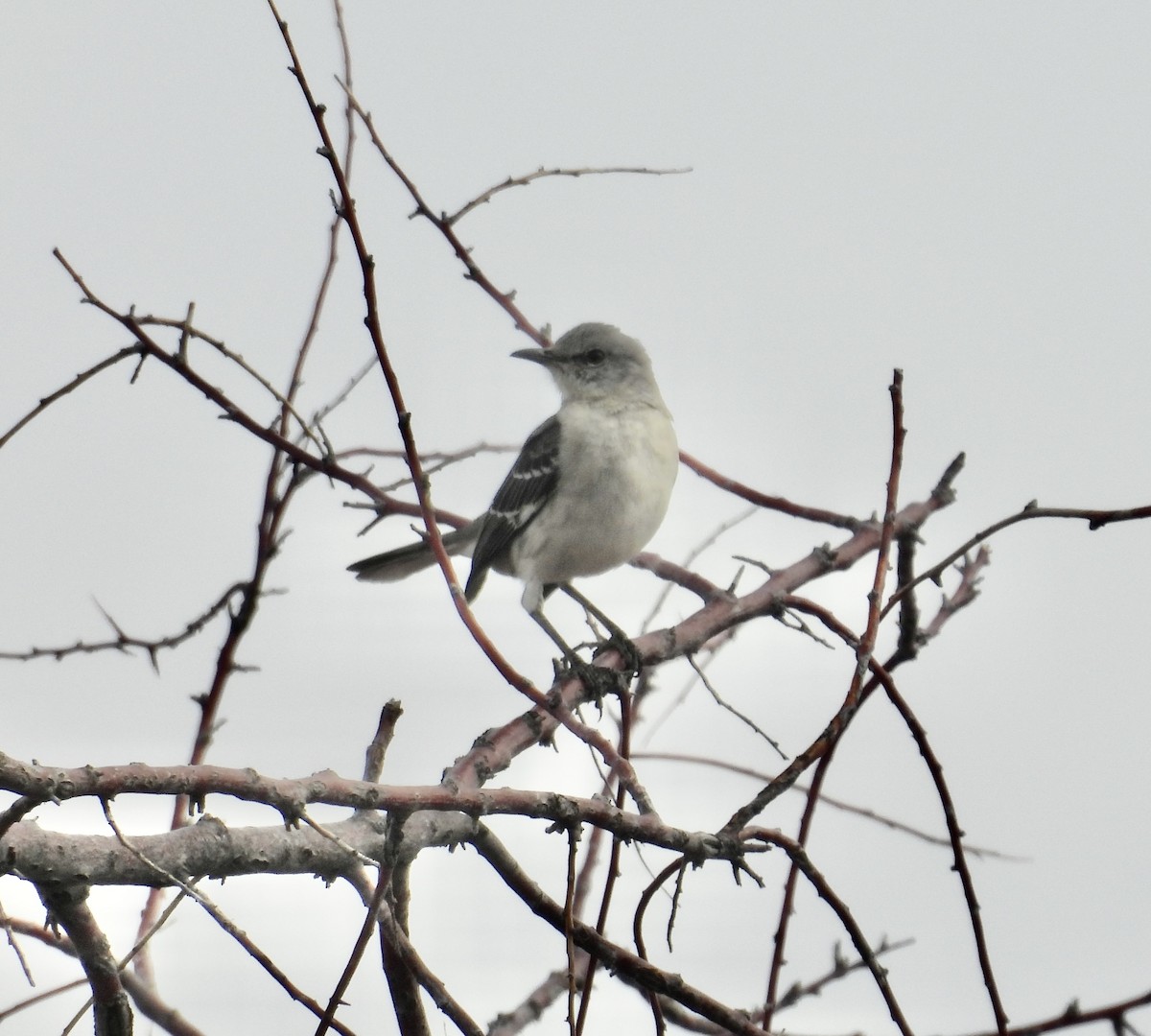 Northern Mockingbird - ML632806485