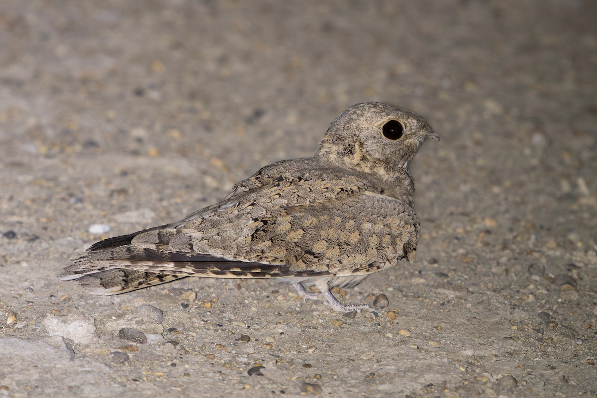 Egyptian Nightjar - ML632806510