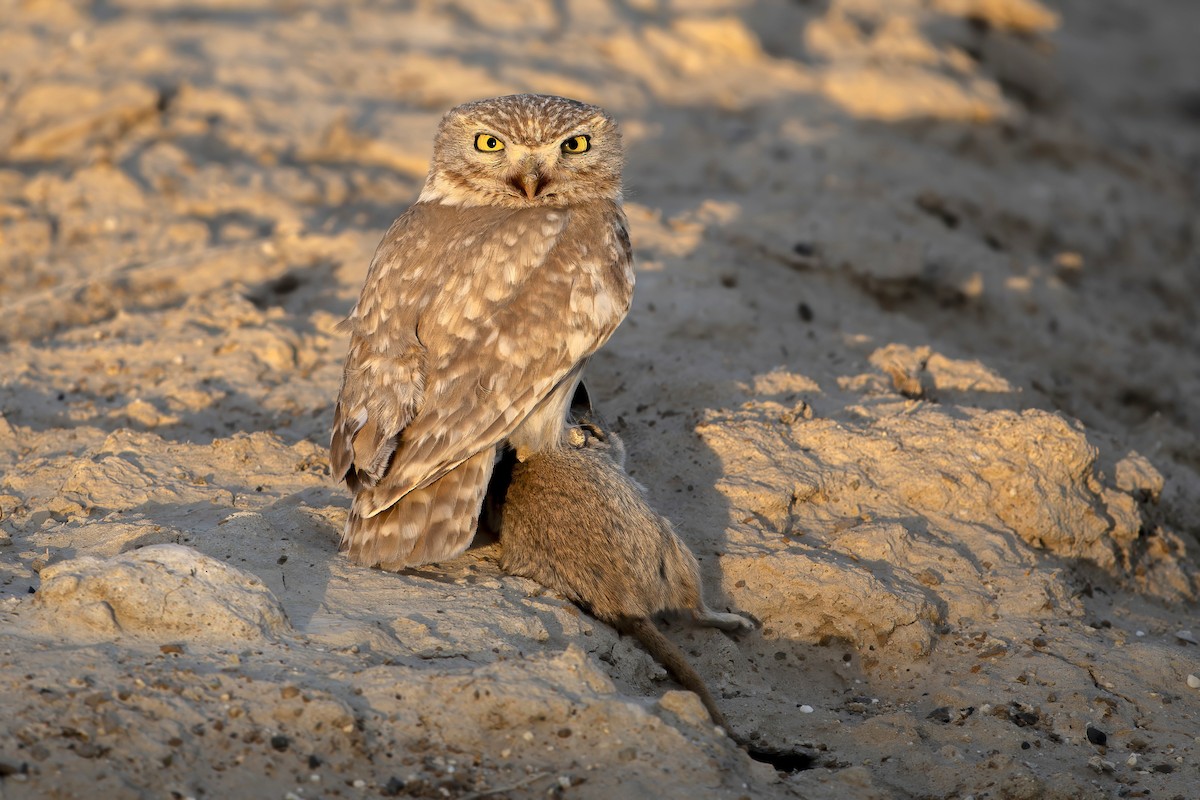 Little Owl - ML632806518
