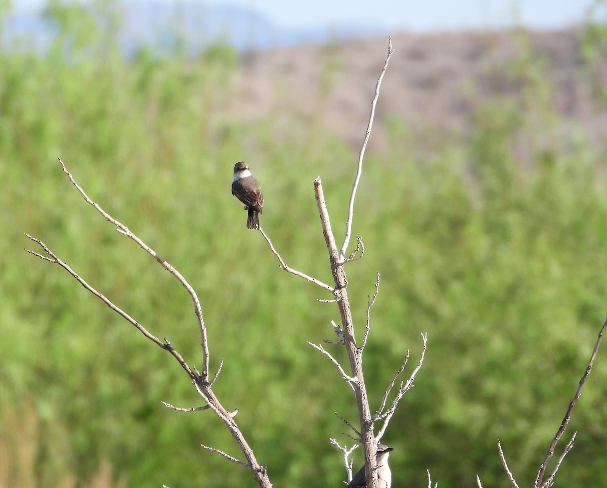 Eastern Phoebe - ML632806531