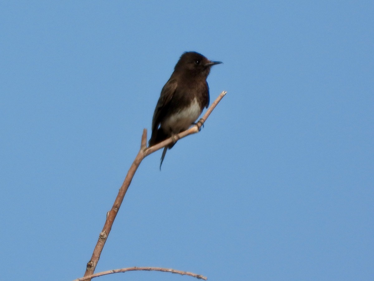 Black Phoebe - ML632806539