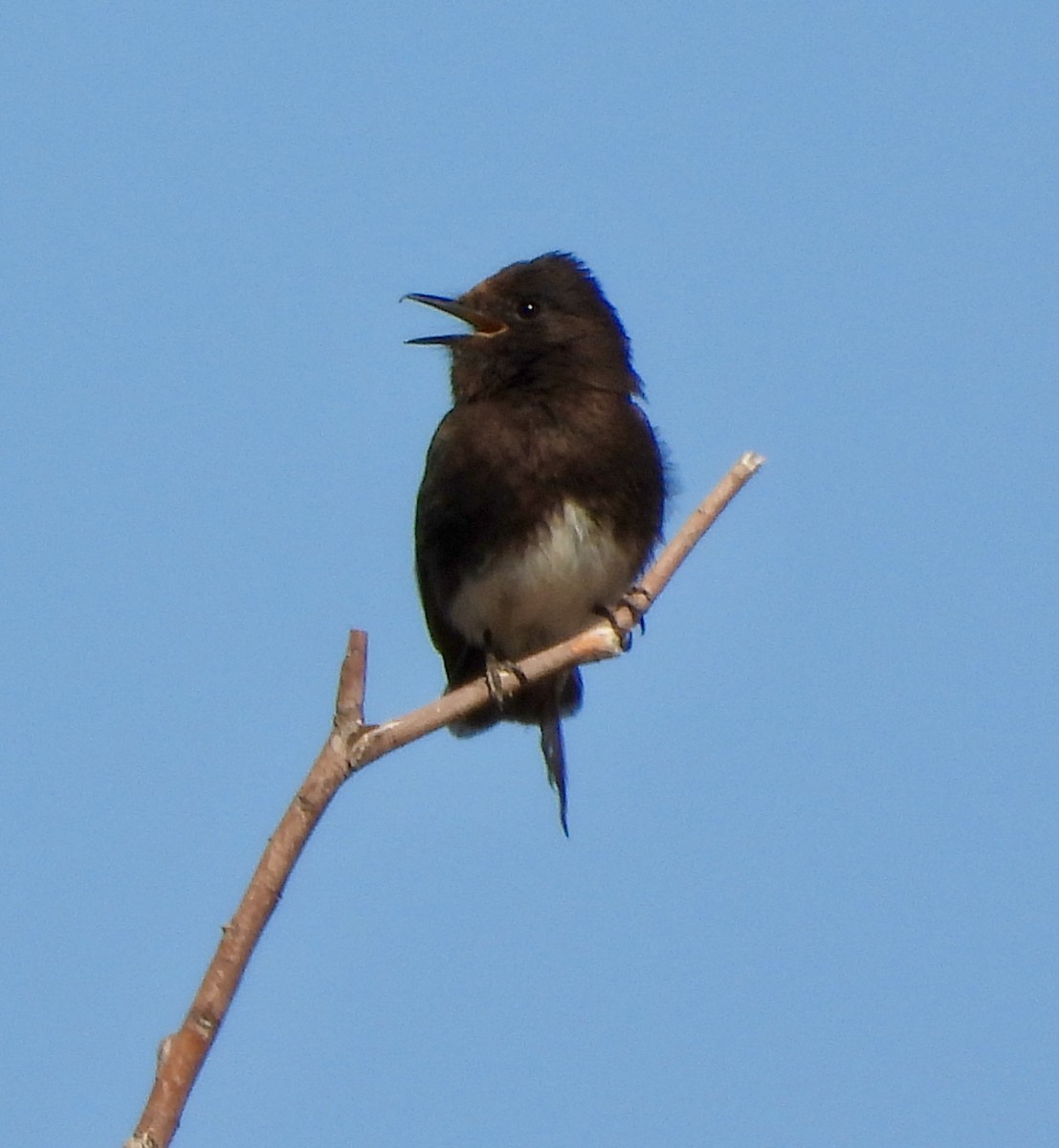 Black Phoebe - ML632806540