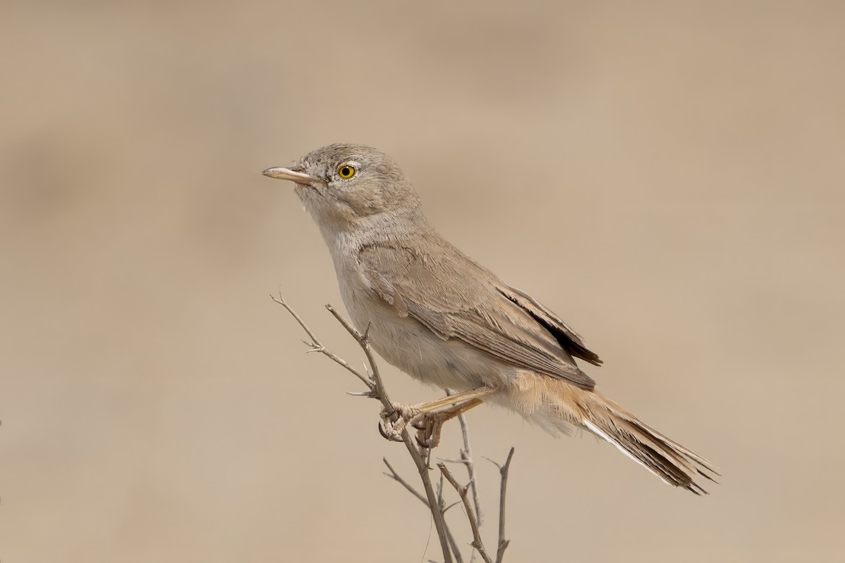 Asian Desert Warbler - ML632806542