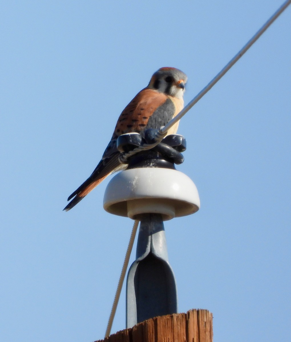 American Kestrel - ML632806551